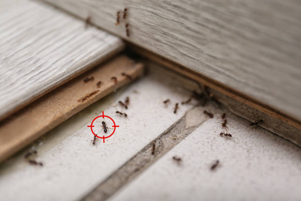 Best Affordable Pest Control Services  in Mercersburg, PA