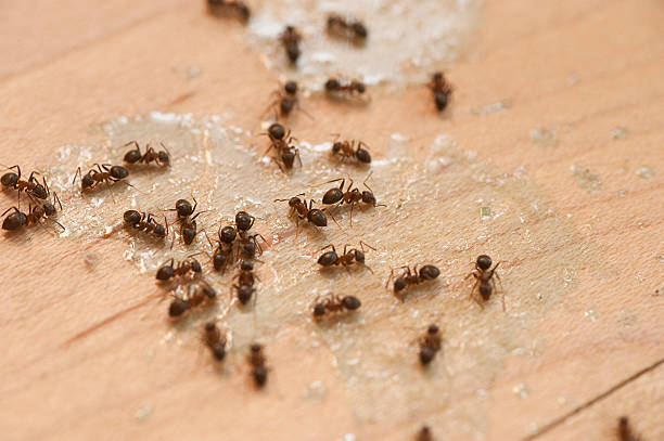 Best Insect Control  in Mercersburg, PA